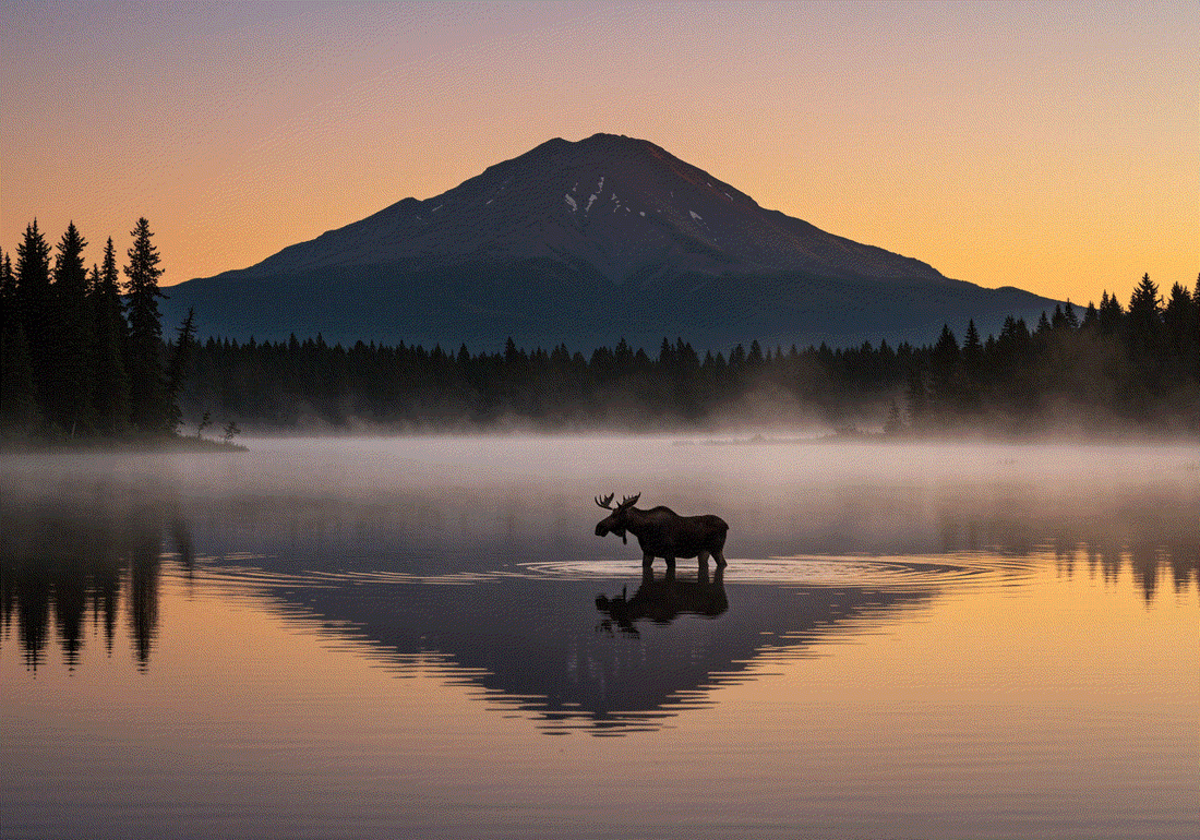 Origin of Diving Moose Coffee inspired by glaciers and rugged wilderness